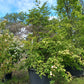 Stewartia Pseudocammelia schijncamelia