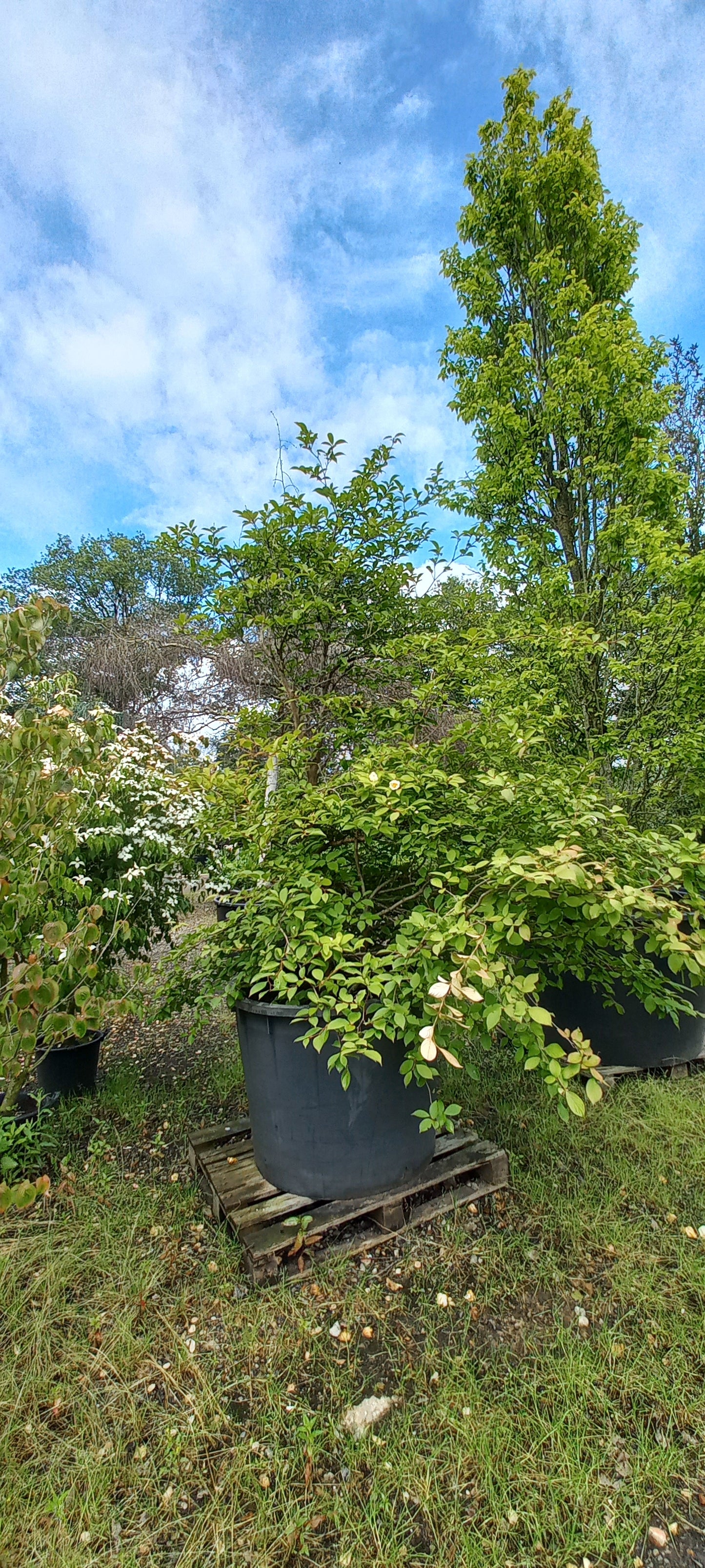 Stewartia Pseudocammelia schijncamelia