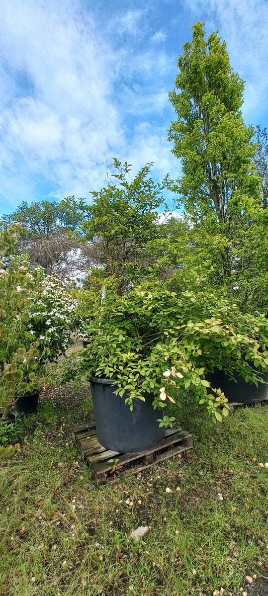 Stewartia Pseudocammelia schijncamelia