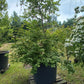 Stewartia Pseudocammelia schijncamelia