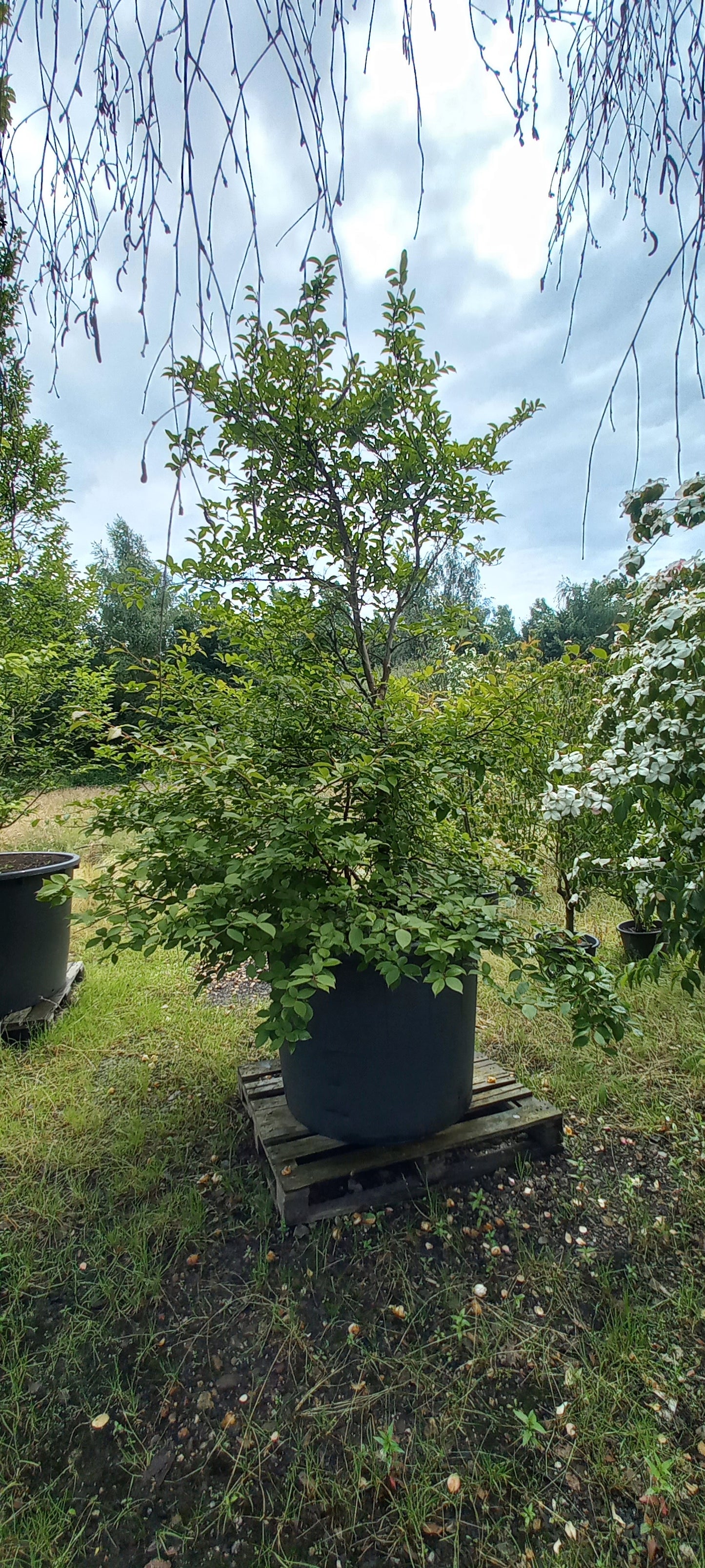 Stewartia Pseudocammelia schijncamelia