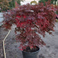 Acer palmatum Orangeola Japanse esdoorn 100cm