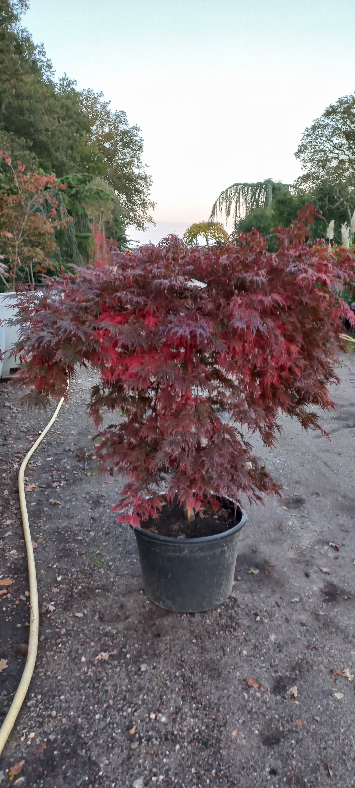 Acer palmatum Orangeola Japanse esdoorn 100cm