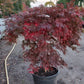 Acer palmatum Orangeola Japanse esdoorn 100cm