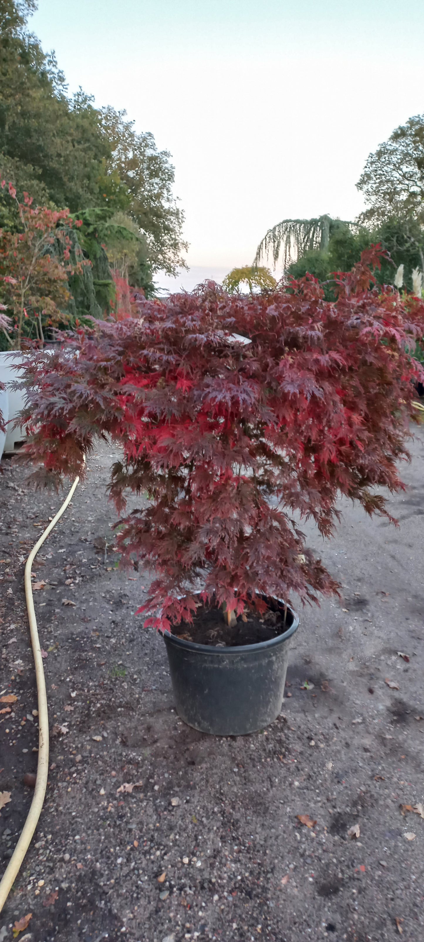 Acer palmatum Orangeola Japanse esdoorn 100cm