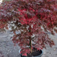 Acer palmatum Orangeola Japanse esdoorn 100cm