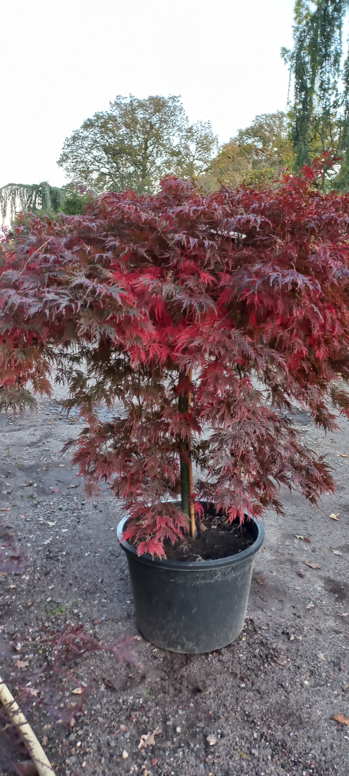 Acer palmatum Orangeola Japanse esdoorn 100cm