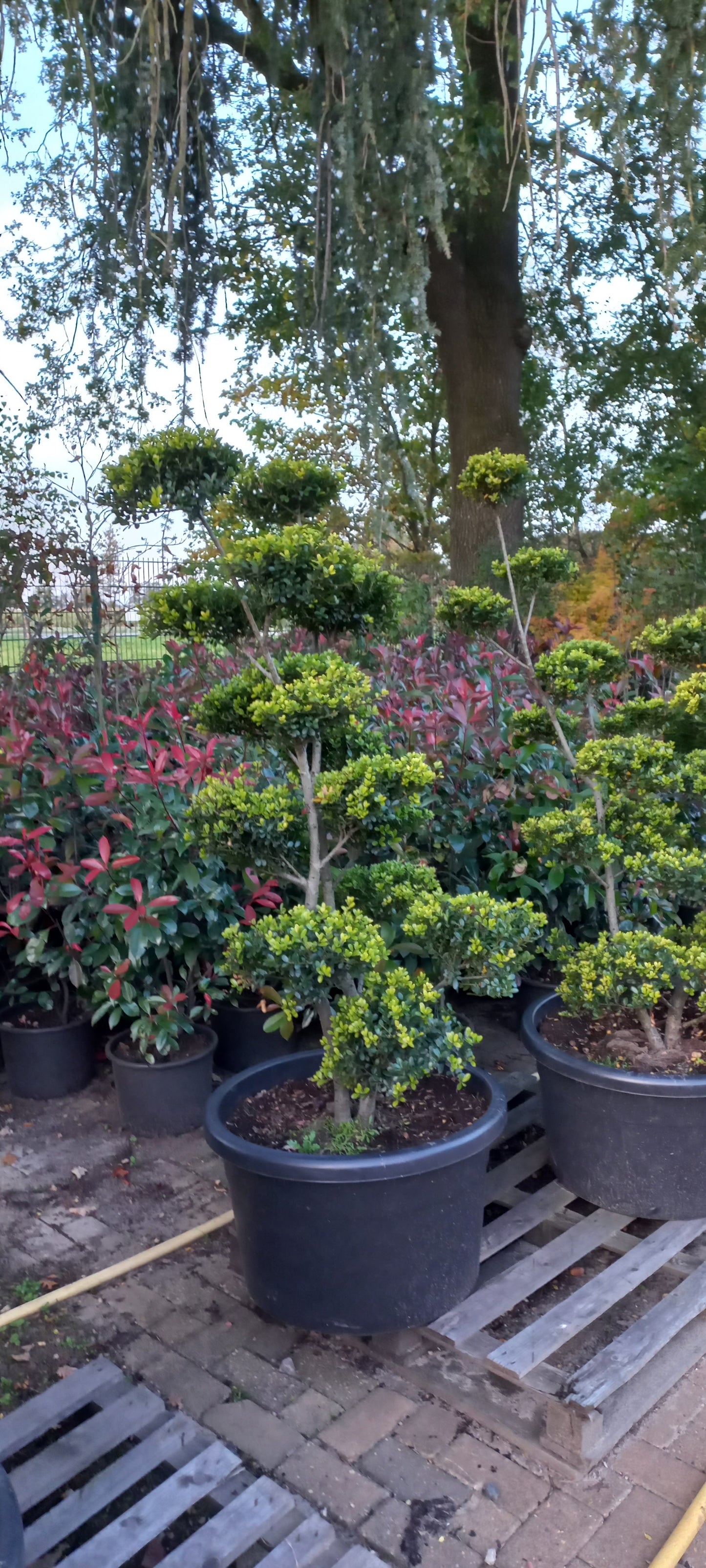 Ilex Crenata bonsai Japanse hulst