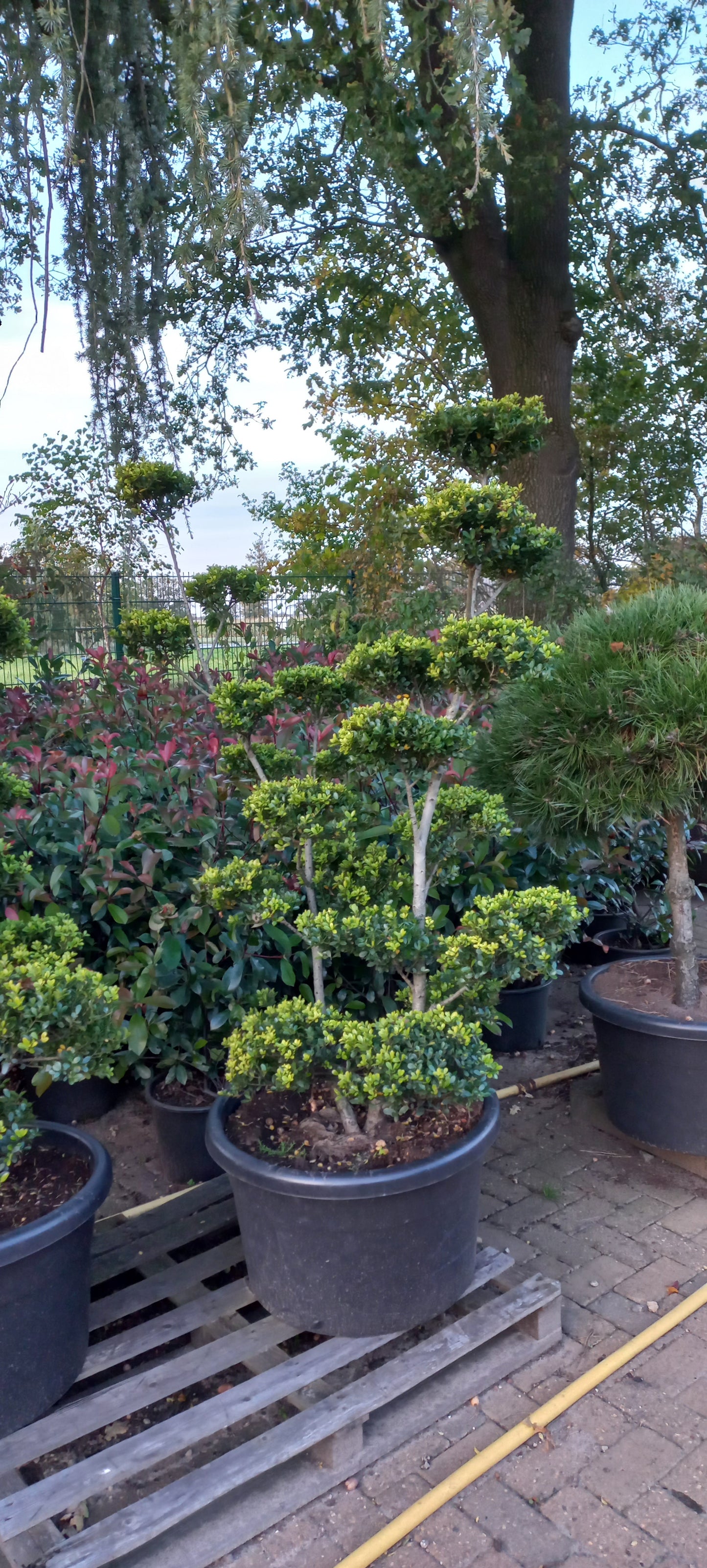 Ilex Crenata bonsai Japanse hulst