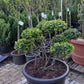 Ilex Crenata bonsai Japanse hulst