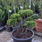 Ilex Crenata bonsai Japanse hulst