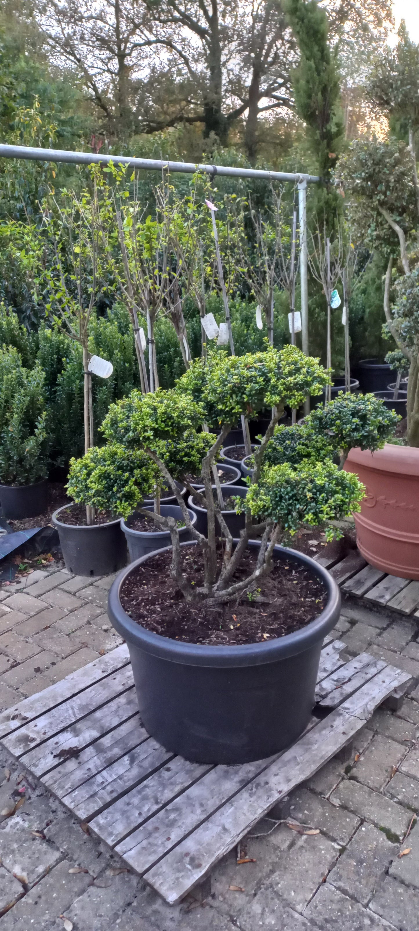 Ilex Crenata bonsai Japanse hulst