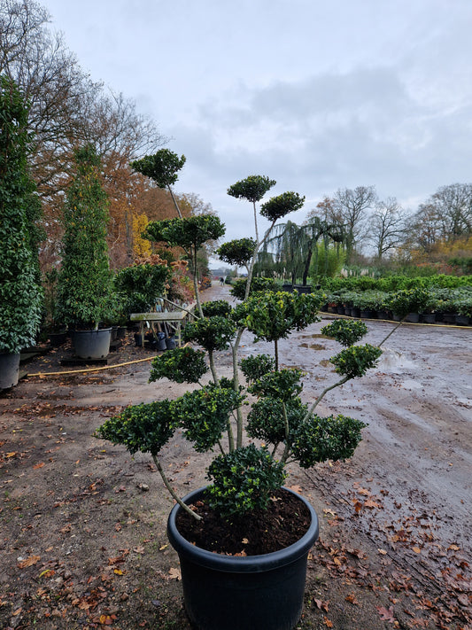 Ilex Crenata bonsai Japanse hulst XXL Vormbomen