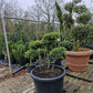 Ilex Crenata bonsai Japanse hulst