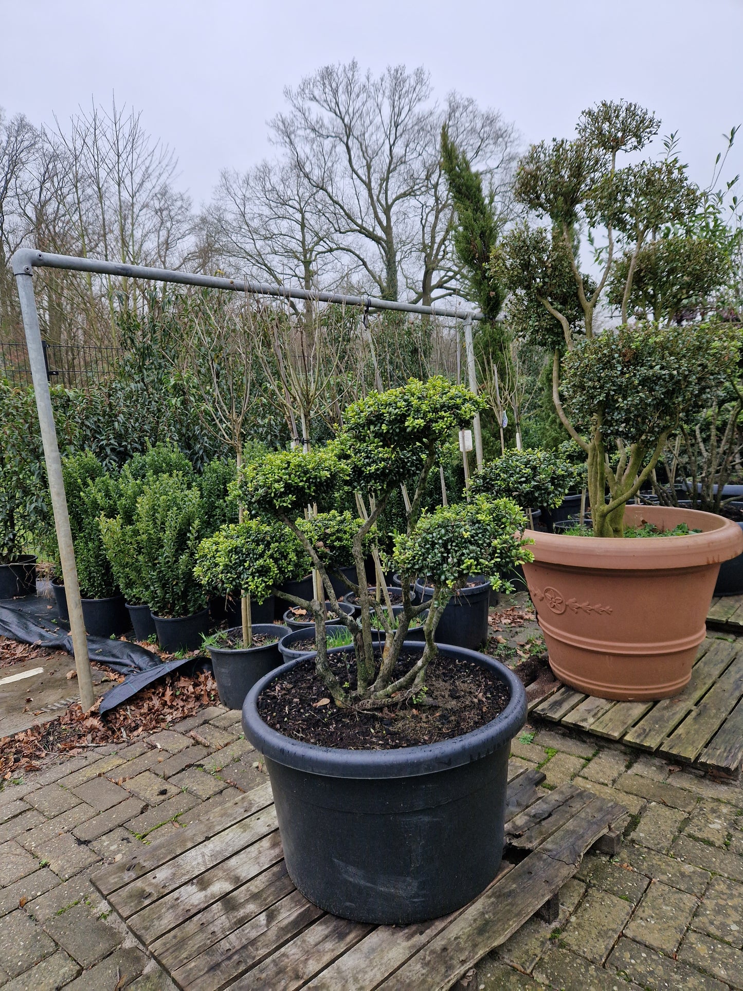 Ilex Crenata bonsai Japanse hulst