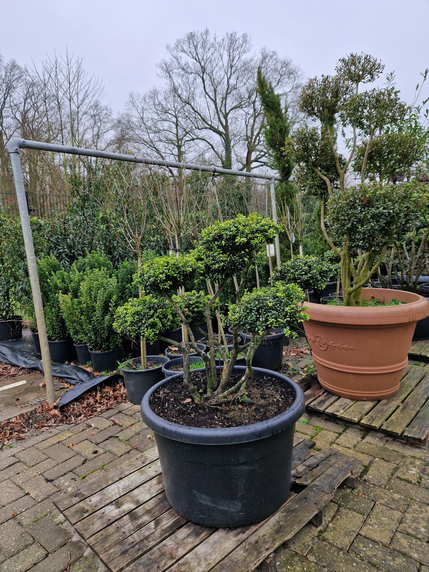 Ilex Crenata bonsai Japanse hulst