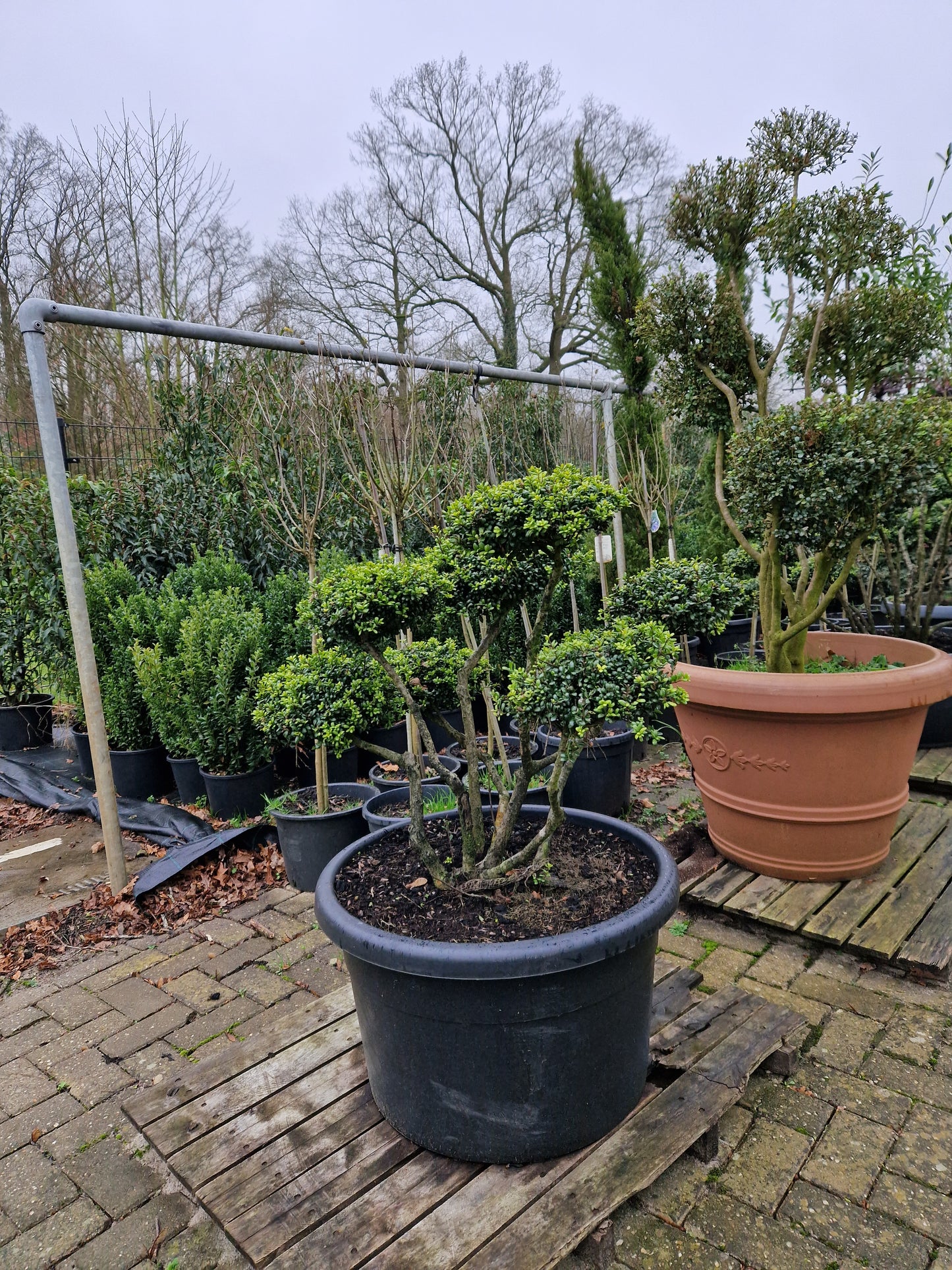 Ilex Crenata bonsai Japanse hulst