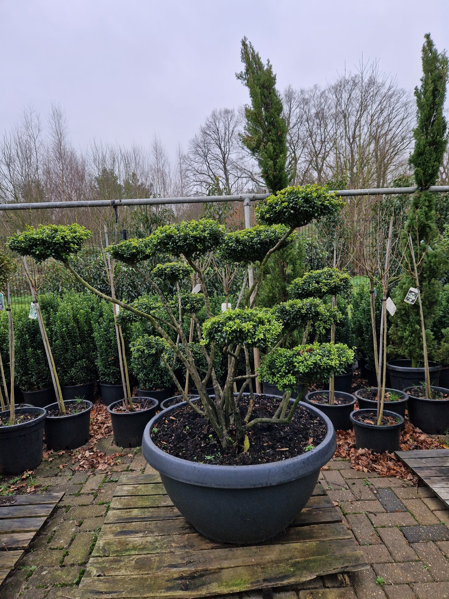 Ilex Crenata Convexa bonsai Japanse hulst in Sierpot