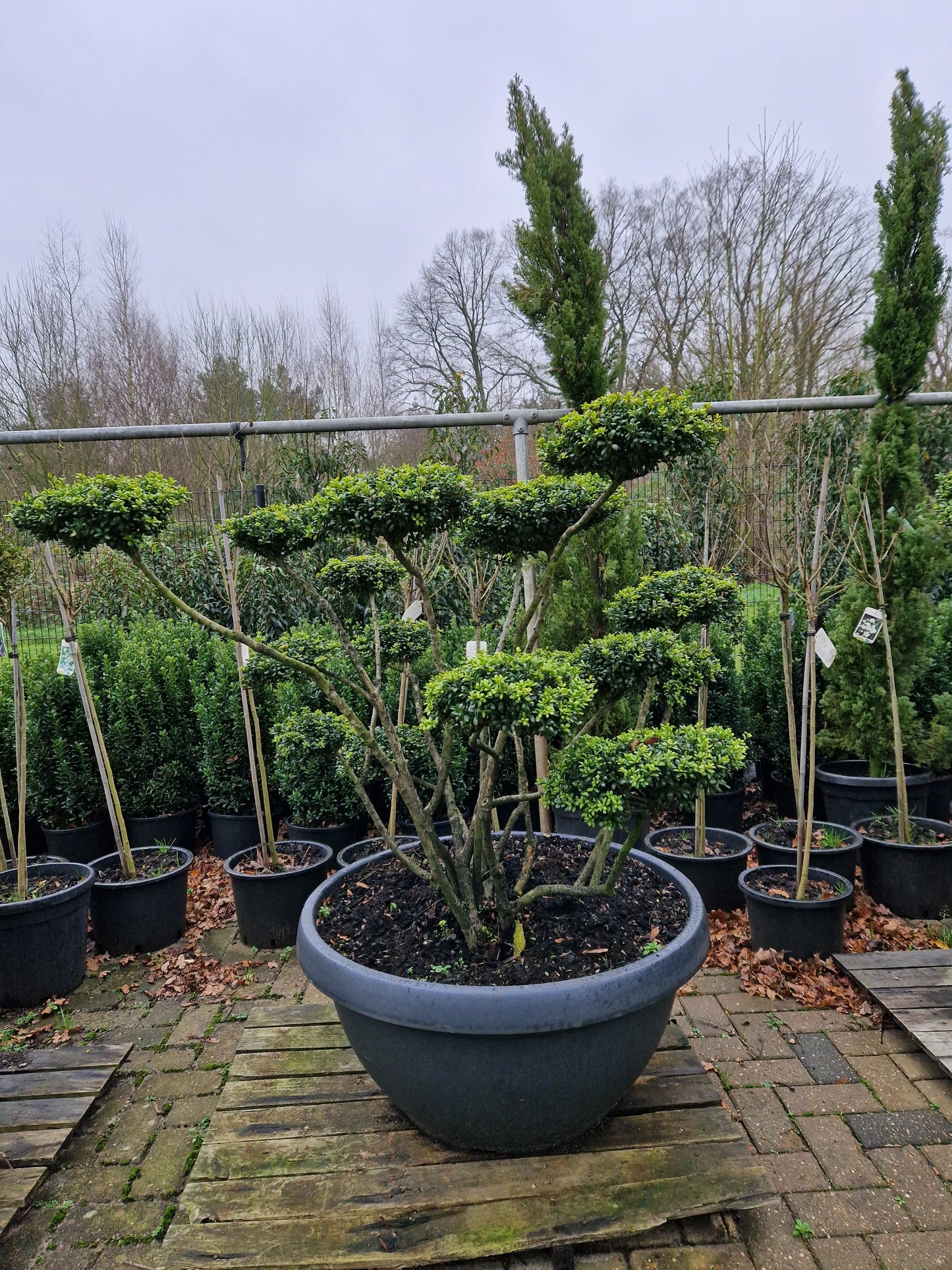 Ilex Crenata Convexa bonsai Japanse hulst in Sierpot