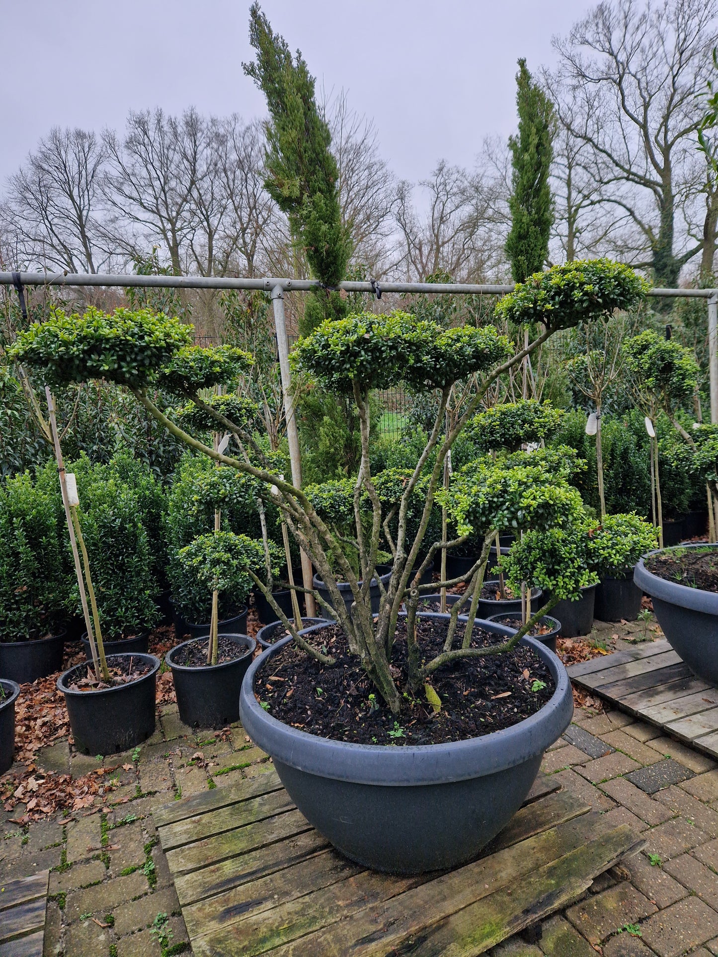 Ilex Crenata Convexa bonsai Japanse hulst in Sierpot