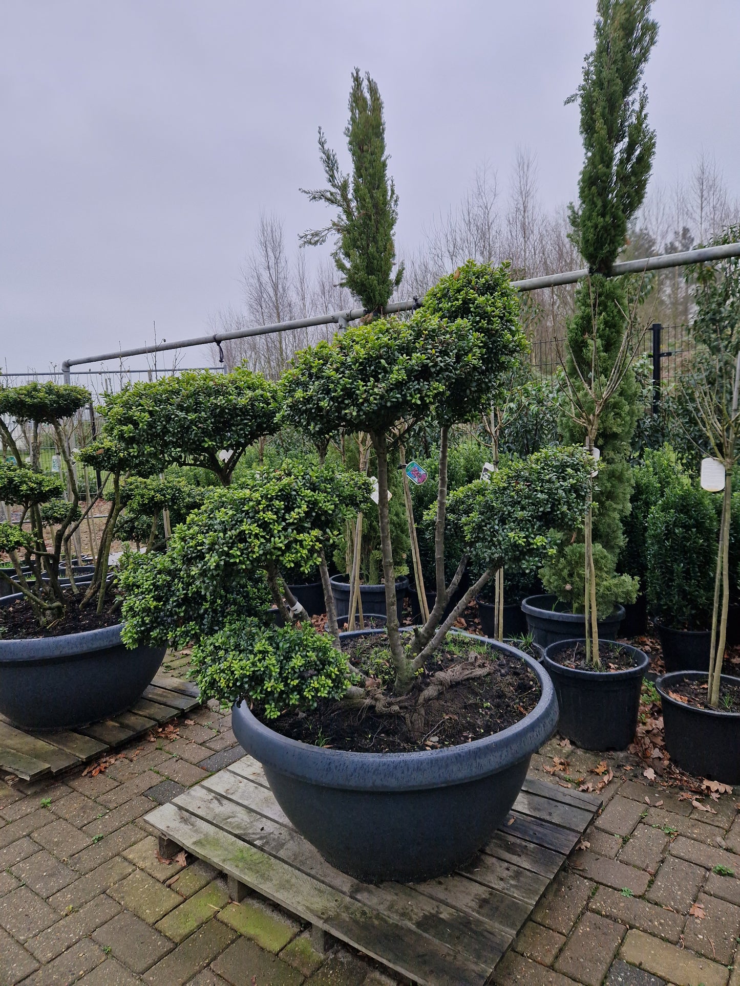 Ilex Crenata Convexa bonsai Japanse hulst in Sierpot