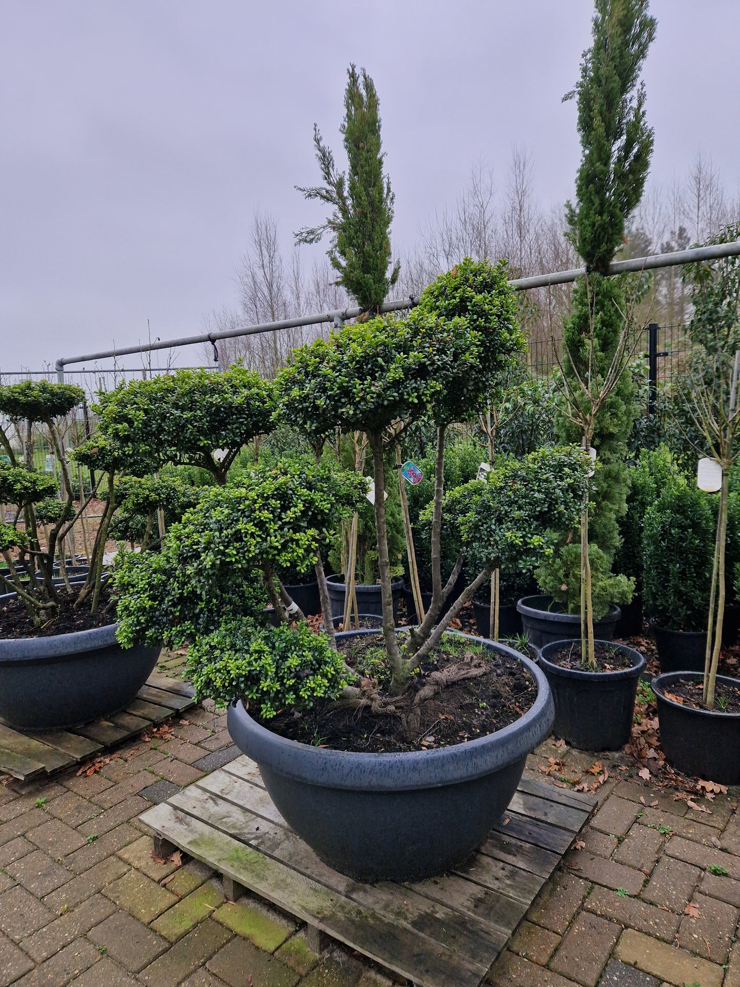 Ilex Crenata Convexa bonsai Japanse hulst in Sierpot