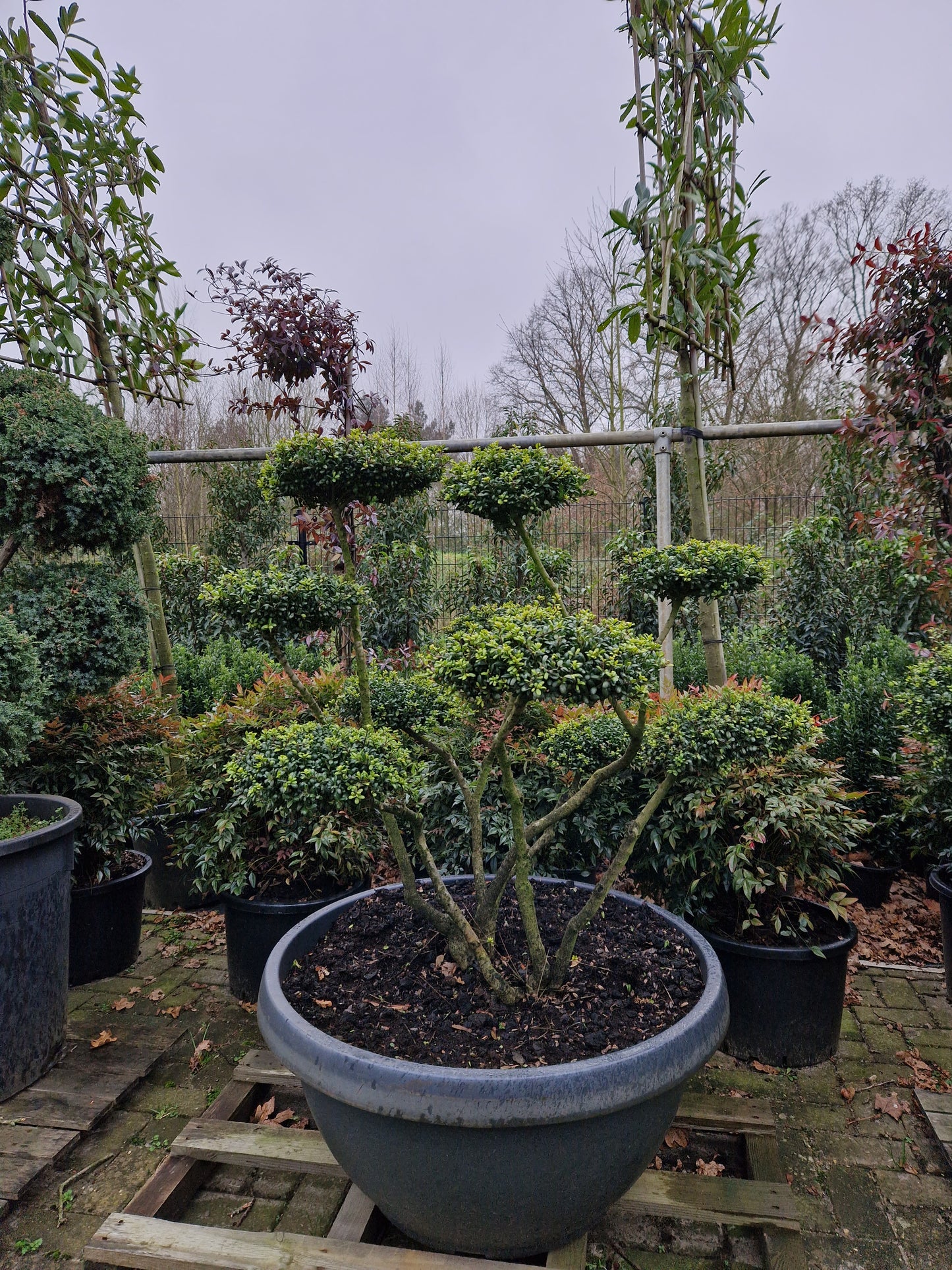 Ilex Crenata Convexa bonsai Japanse hulst in Sierpot