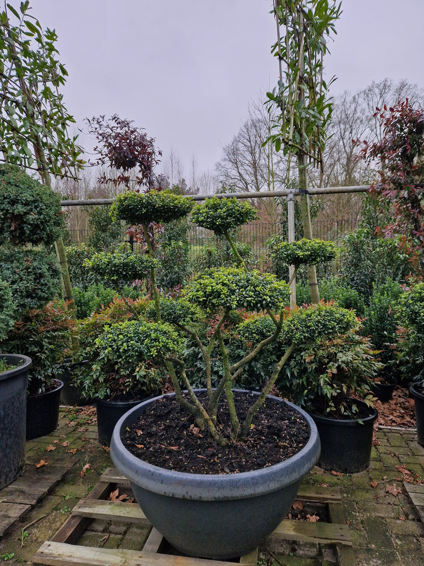 Ilex Crenata Convexa bonsai Japanse hulst in Sierpot