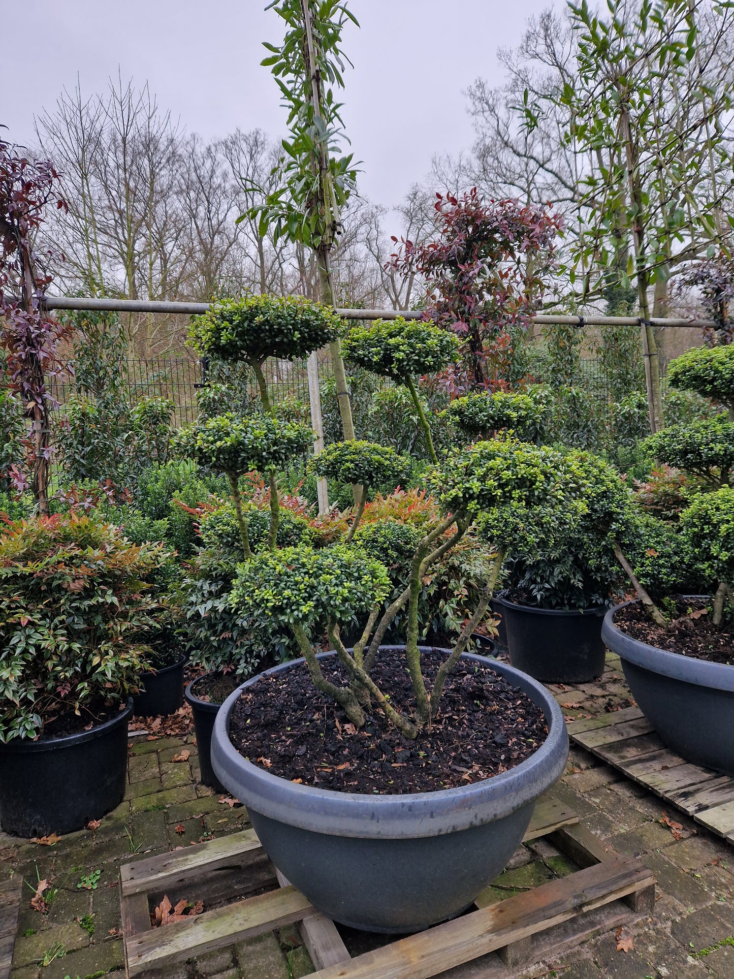 Ilex Crenata Convexa bonsai Japanse hulst in Sierpot