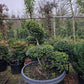 Ilex Crenata Convexa bonsai Japanse hulst in Sierpot