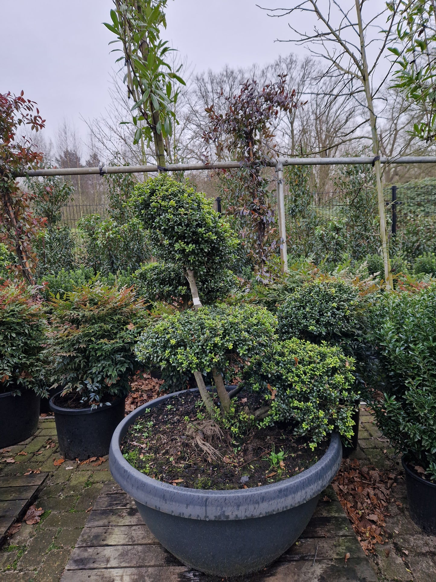 Ilex Crenata Convexa bonsai Japanse hulst in Sierpot