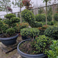 Ilex Crenata Convexa bonsai Japanse hulst in Sierpot