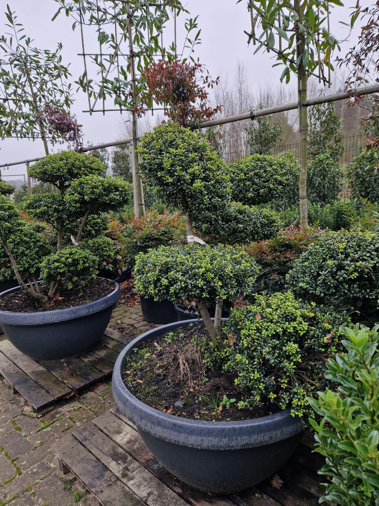 Ilex Crenata Convexa bonsai Japanse hulst in Sierpot