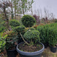 Ilex Crenata Convexa bonsai Japanse hulst in Sierpot