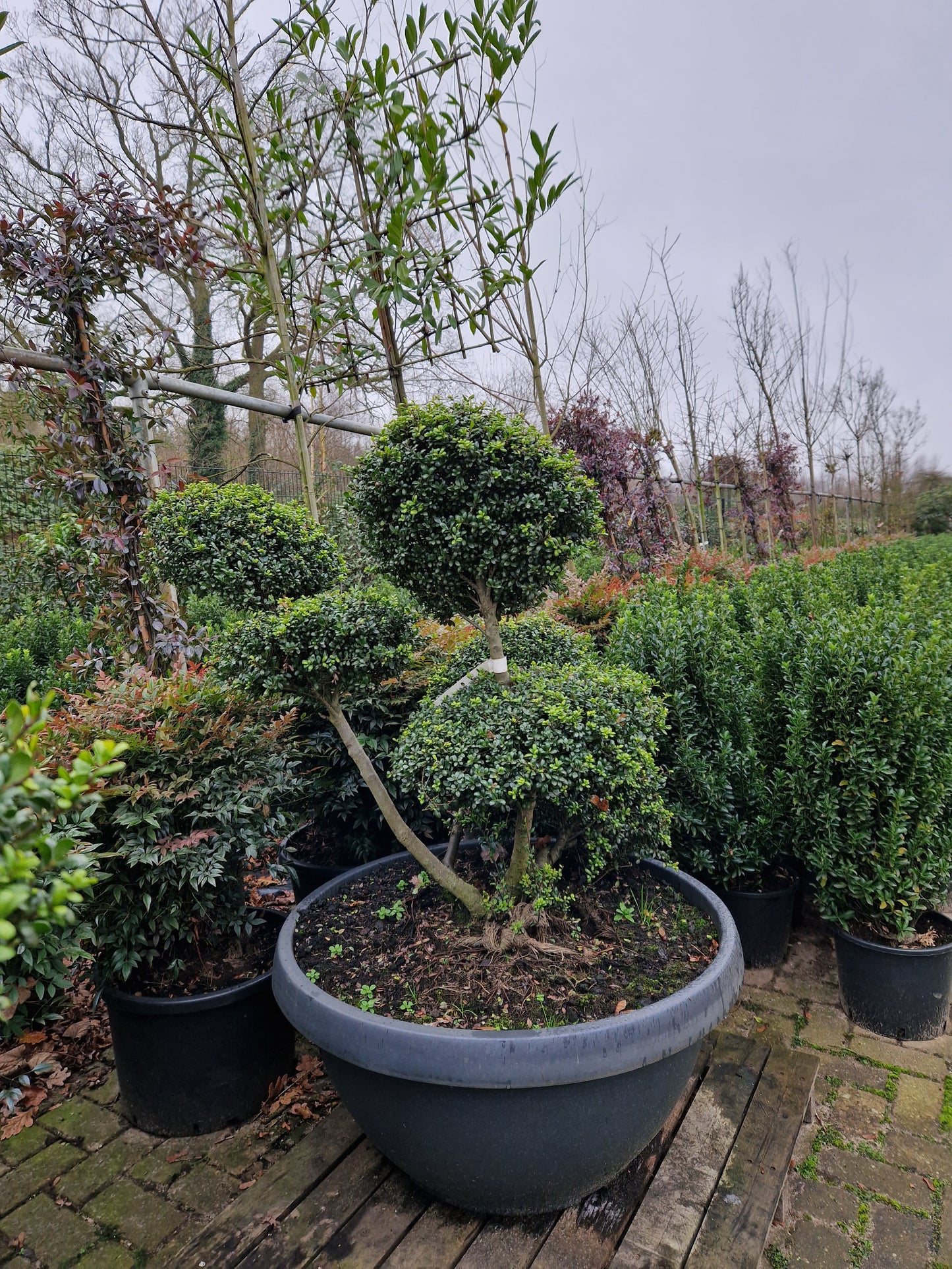 Ilex Crenata Convexa bonsai Japanse hulst in Sierpot