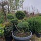 Ilex Crenata Convexa bonsai Japanse hulst in Sierpot