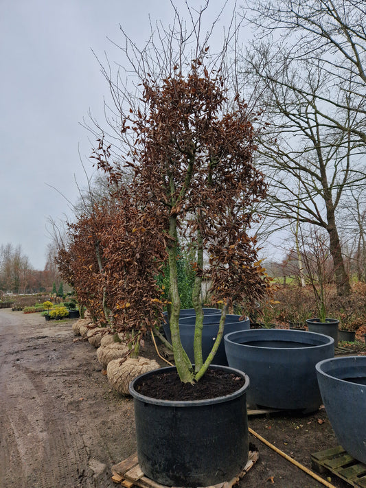 Carpinus betulus meerstammig XXL Beuk 10-15 jaar oud