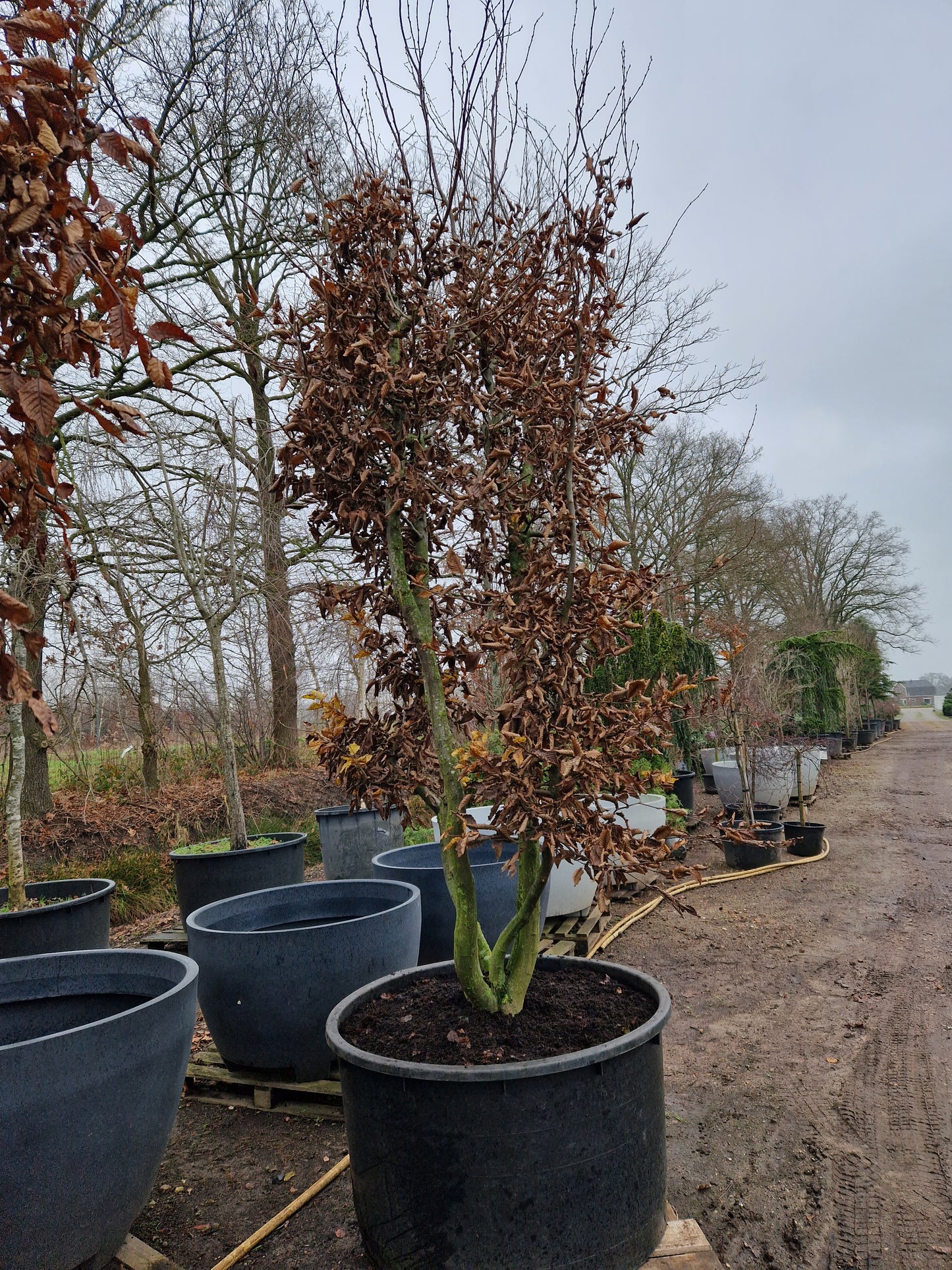 Carpinus betulus meerstammig XXL Beuk 10-15 jaar oud