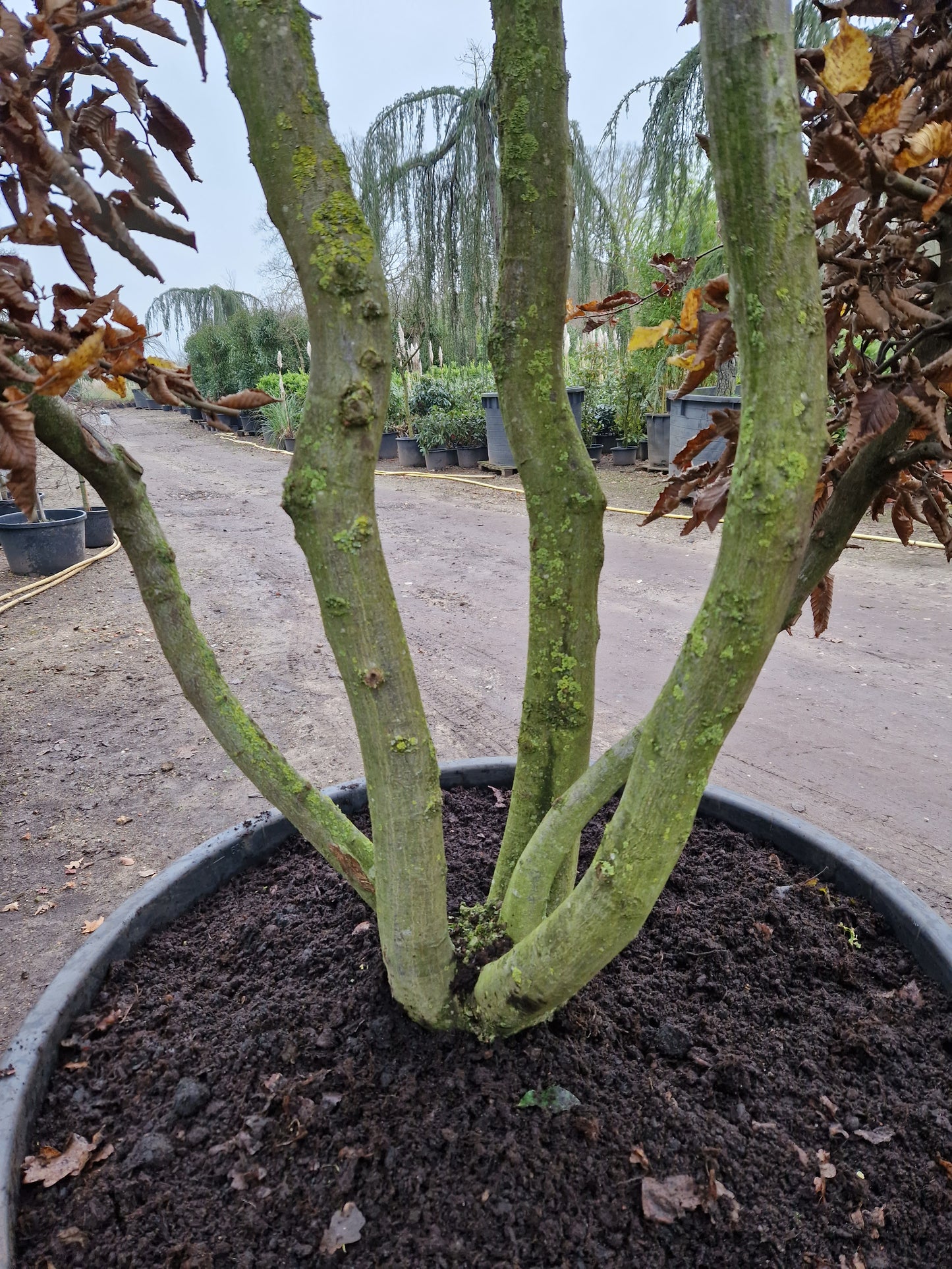 Carpinus betulus meerstammig XXL Beuk 10-15 jaar oud