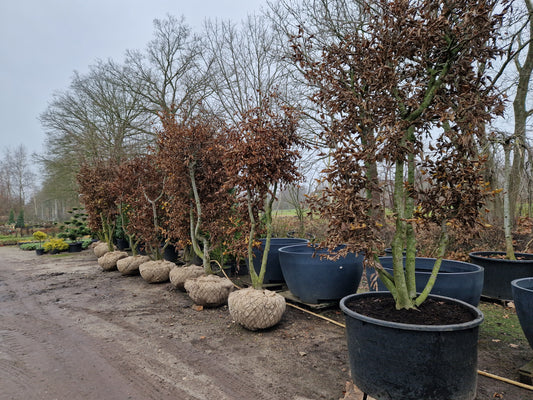 Carpinus betulus meerstammig XXL Beuk 10-15 jaar oud