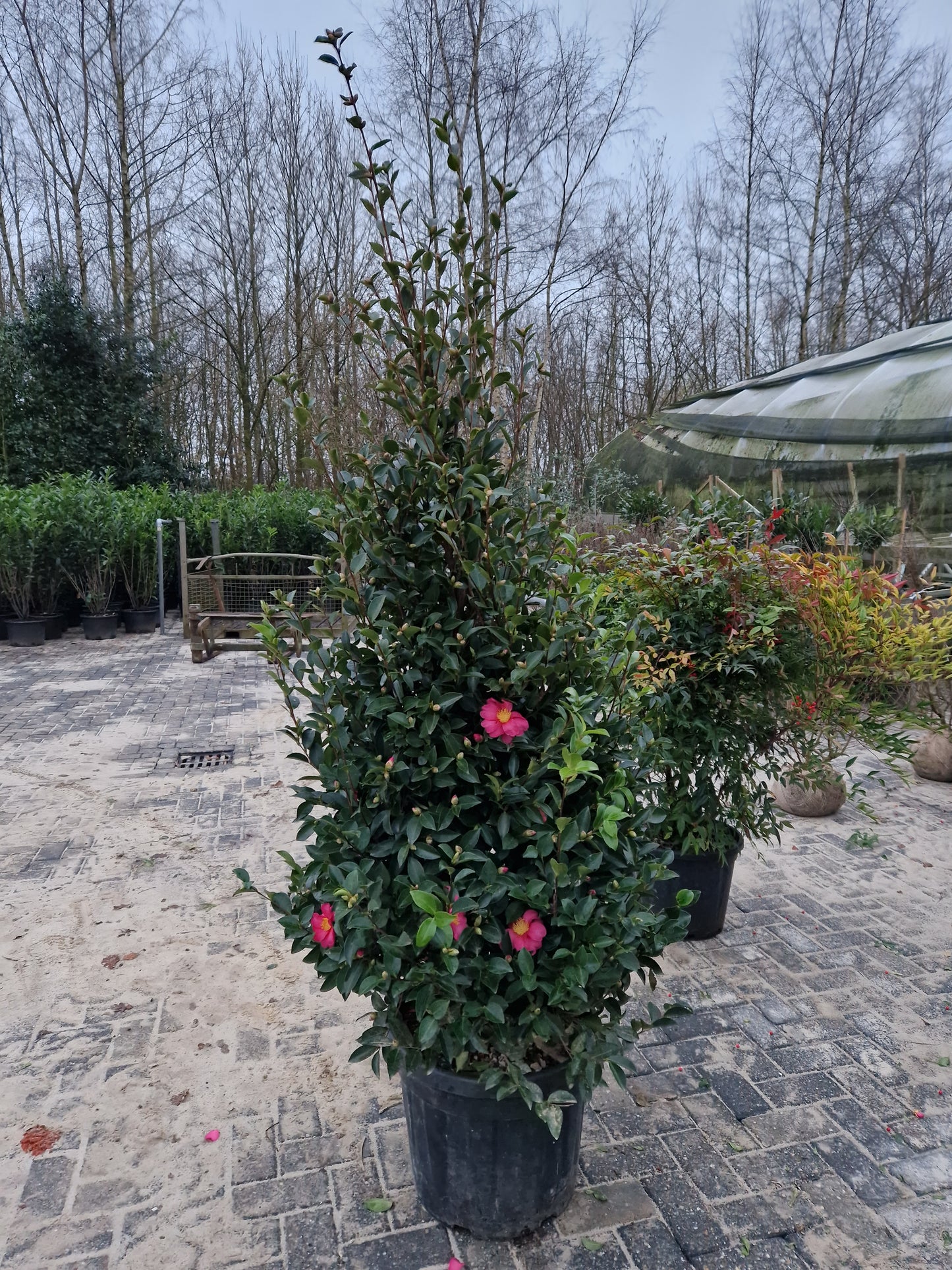 Camellia Sasanqua Kanjiro japanse roos XXL Grote camelia 160cm