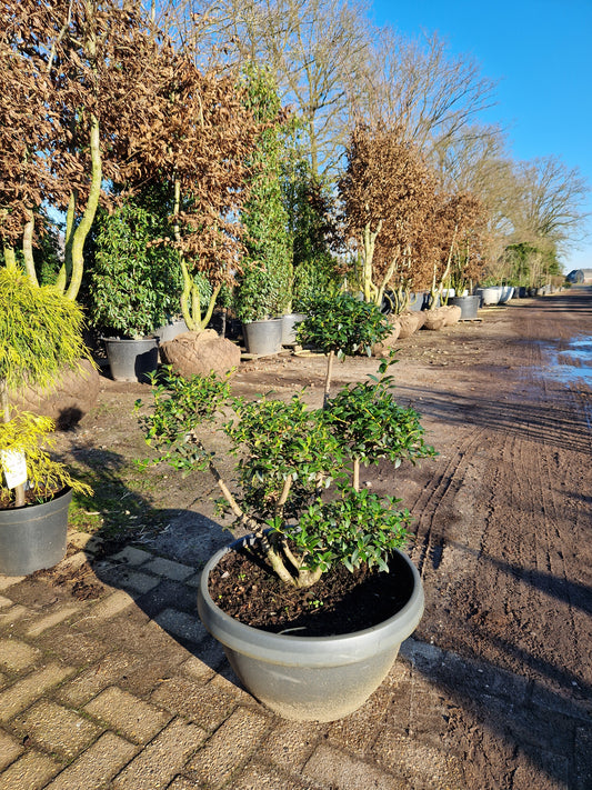 Ilex Crenata bonsai Japanse hulst in Sierpot