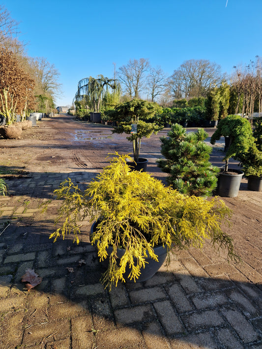 Chamaecyparis Pisifera Filifera Aurea Sawara Cypres in kunstof sierpot