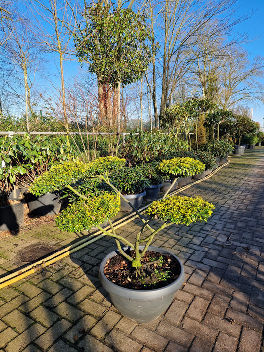 Ilex Crenata Golden Gem bonsai Japanse hulst in Sierpot