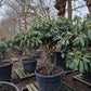 Rhododendron Roseum Elegans 160cm XXL meerstammig