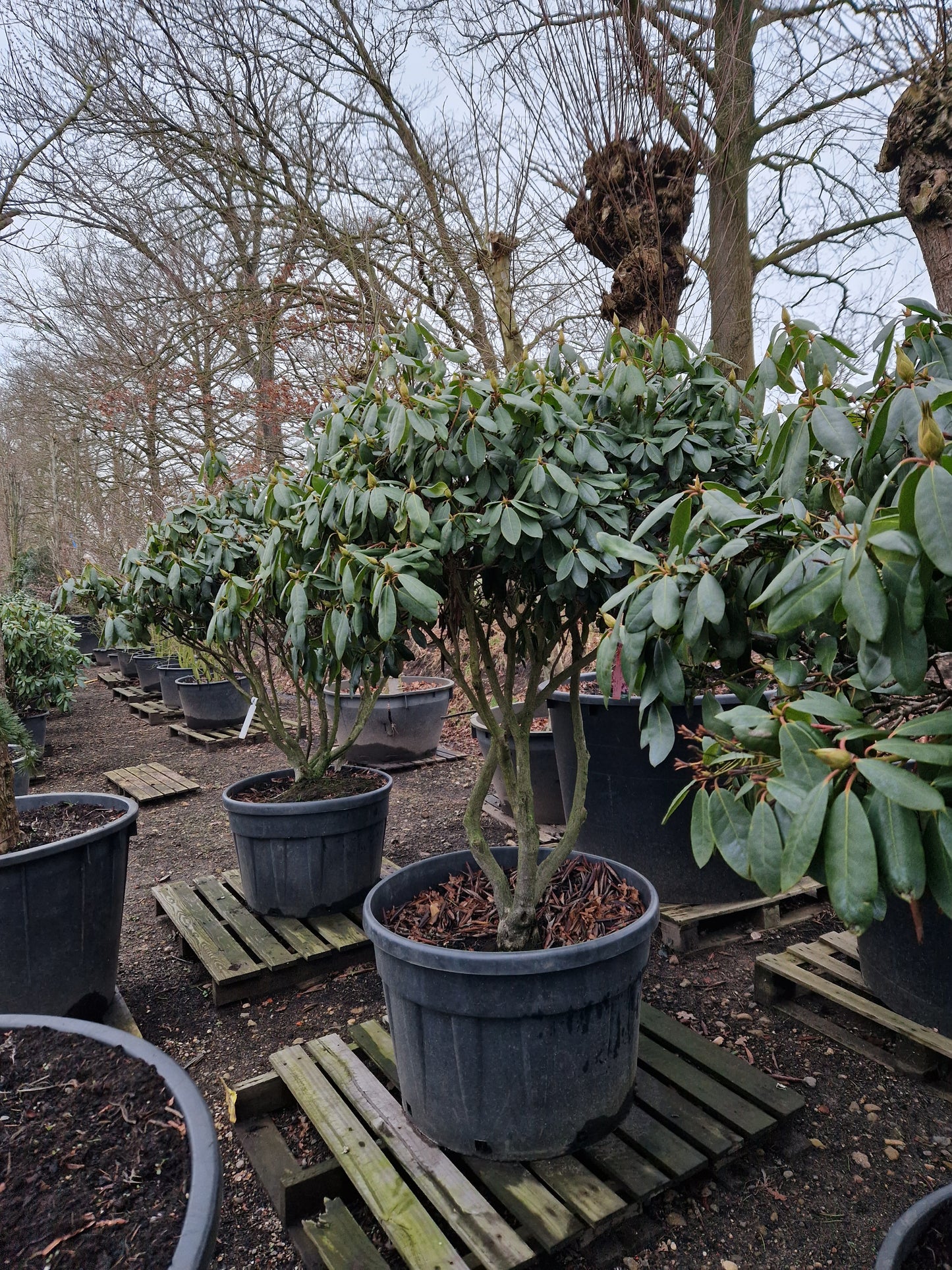 Rhododendron Roseum Elegans 160cm XXL meerstammig