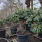 Rhododendron Roseum Elegans 160cm XXL meerstammig