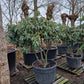 Rhododendron Roseum Elegans 160cm XXL meerstammig