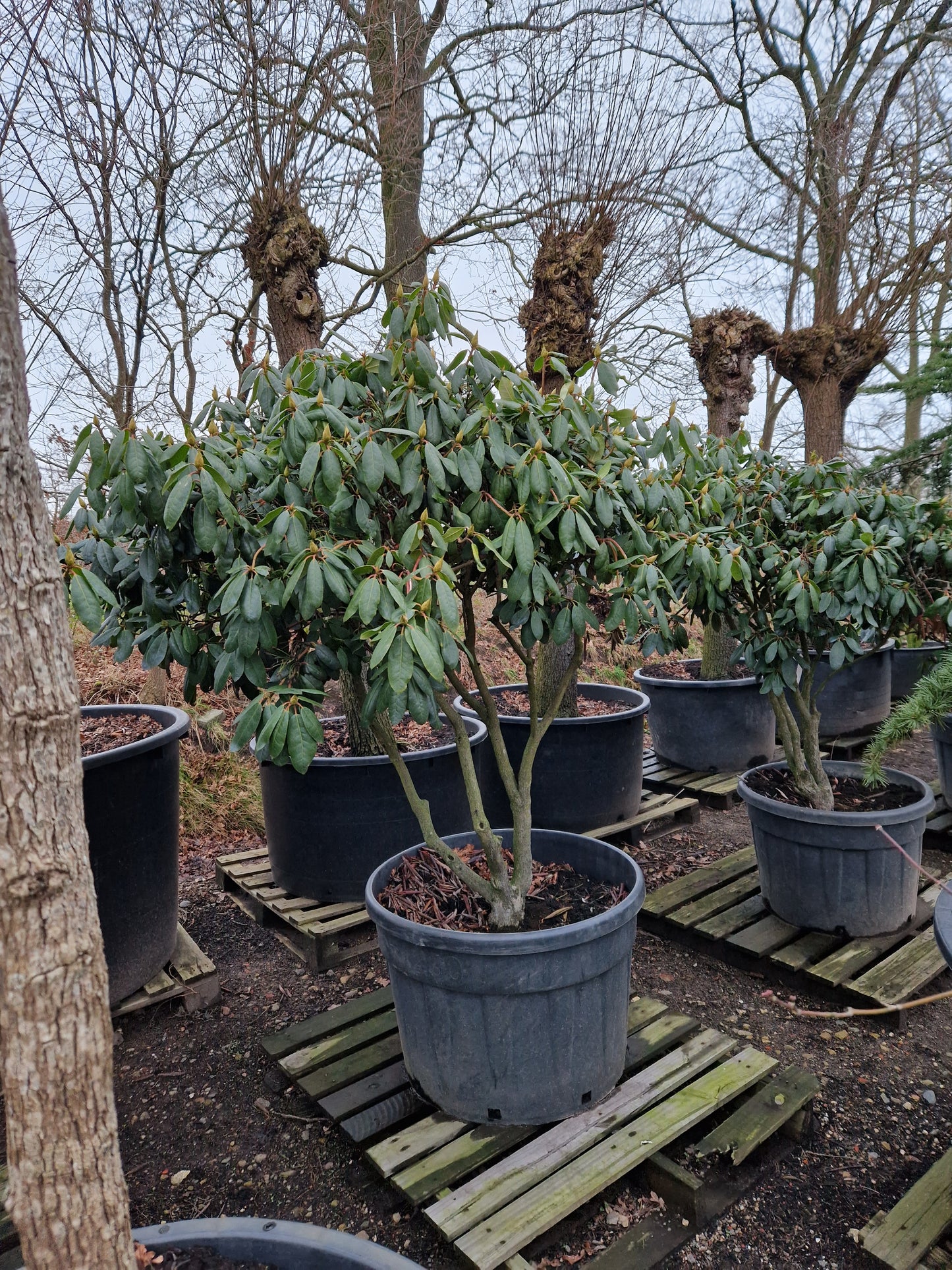 Rhododendron Roseum Elegans 160cm XXL meerstammig