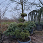 Pinus sylvestris Bonsai 180cm Nr.15 Sierpot